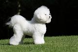 BICHON FRISE 405